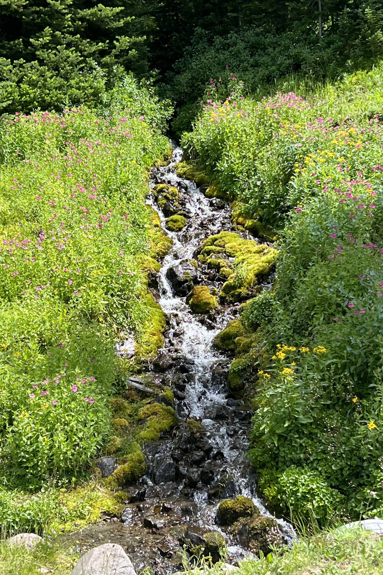 a stream running through the forest